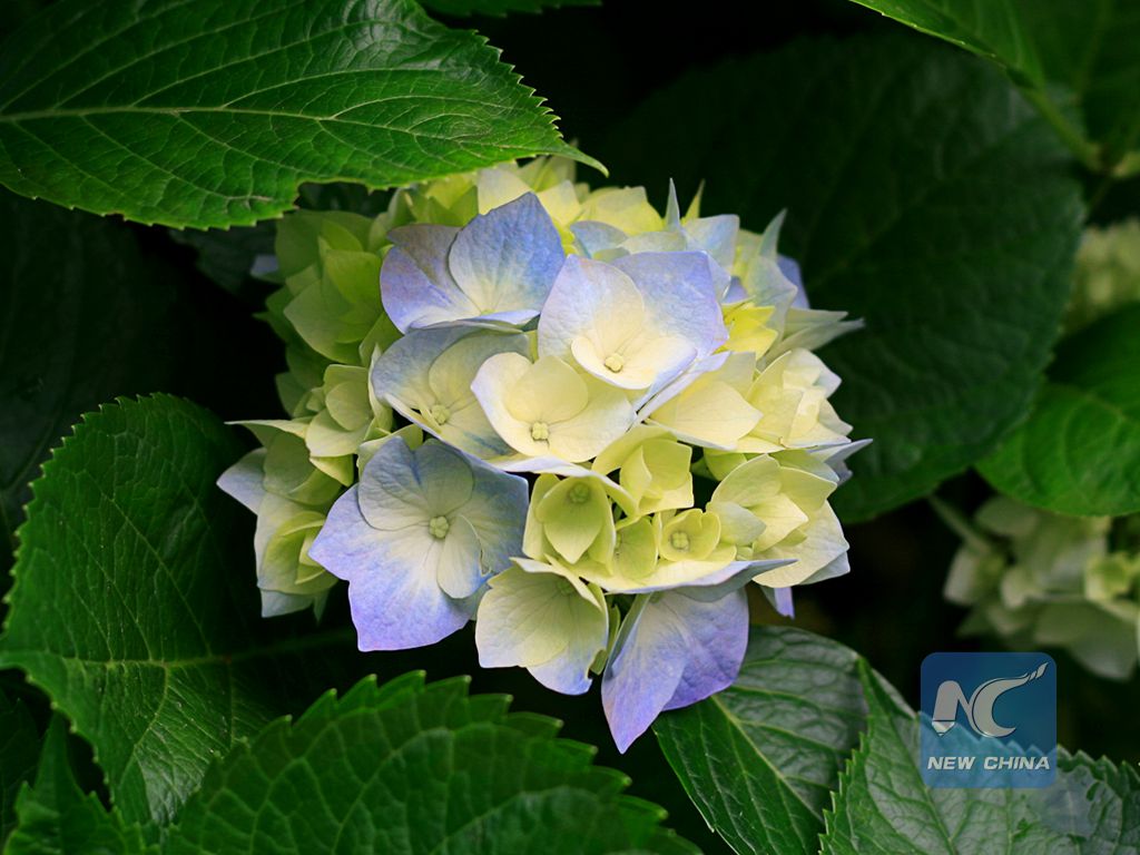 The castle now has two towers and two walls.